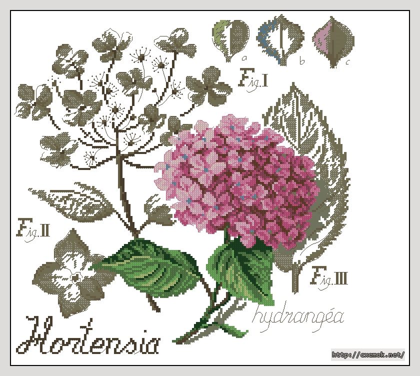 Download embroidery patterns by cross-stitch  - Hortensia, author 