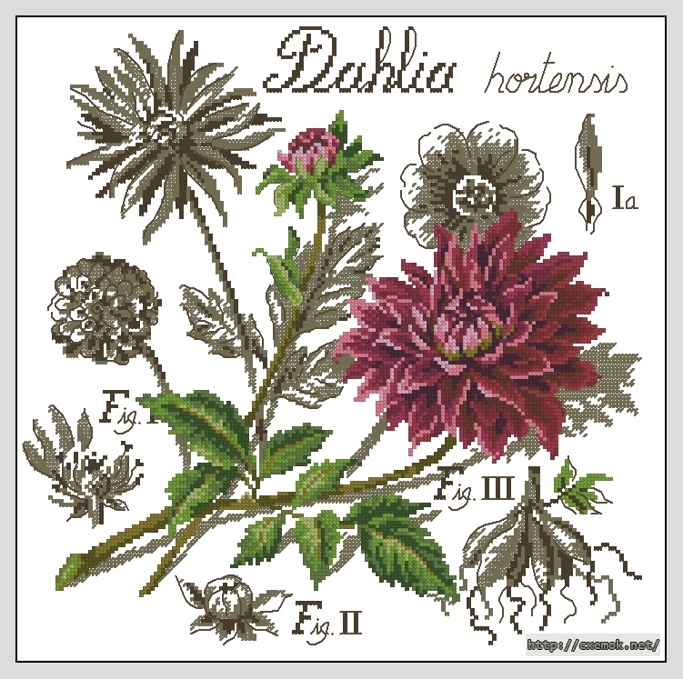 Download embroidery patterns by cross-stitch  - Dahlia, author 