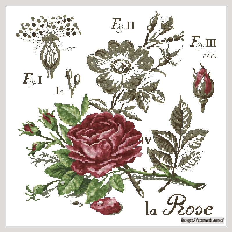 Download embroidery patterns by cross-stitch  - La rose, author 