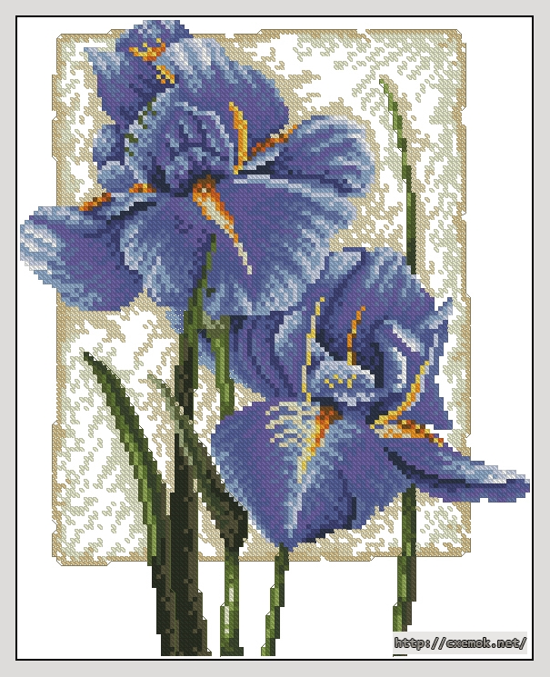 Download embroidery patterns by cross-stitch  - Iris in bloom, author 