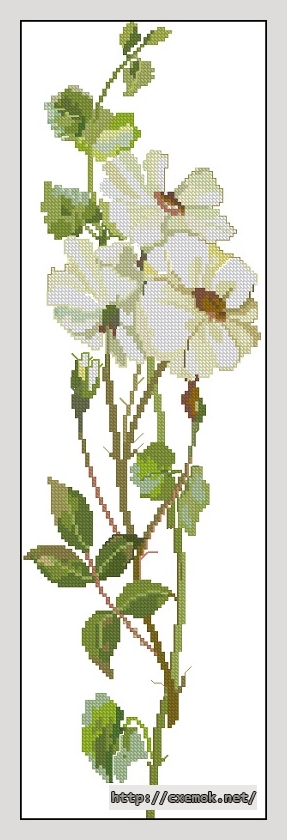 Download embroidery patterns by cross-stitch  - White rose, author 