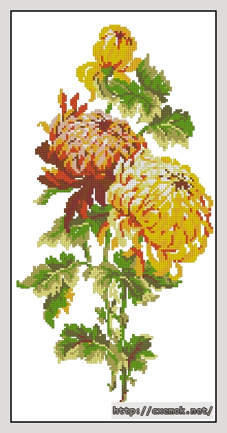 Download embroidery patterns by cross-stitch  - Хризантемы, author 