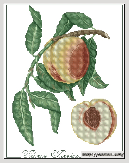 Скачать схемы вышивки нитками / крестом  - Prunus persica