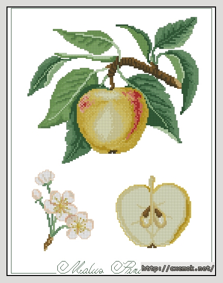 Download embroidery patterns by cross-stitch  - Malus panaia
