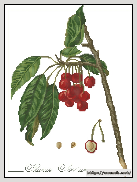 Скачать схемы вышивки нитками / крестом  - Prunus avium
