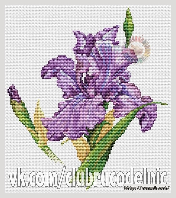 Download embroidery patterns by cross-stitch  - Ирис
