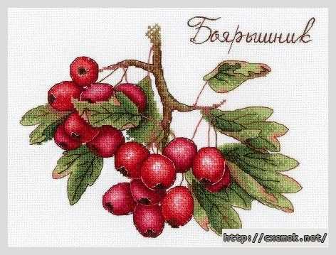 Завантажити схеми вишивки нитками / хрестом  - Боярышник