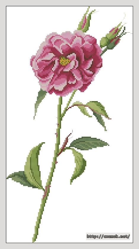 Download embroidery patterns by cross-stitch  - A single rose, author 