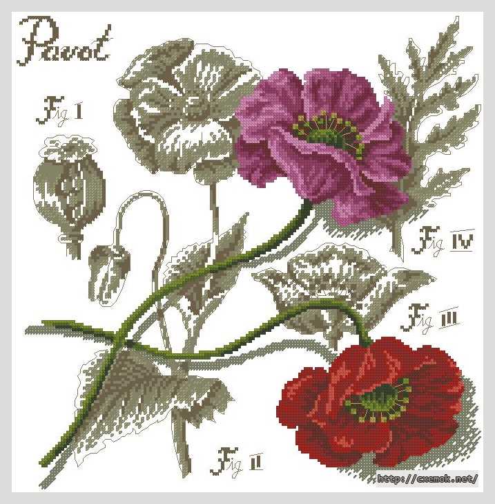 Download embroidery patterns by cross-stitch  - Мак