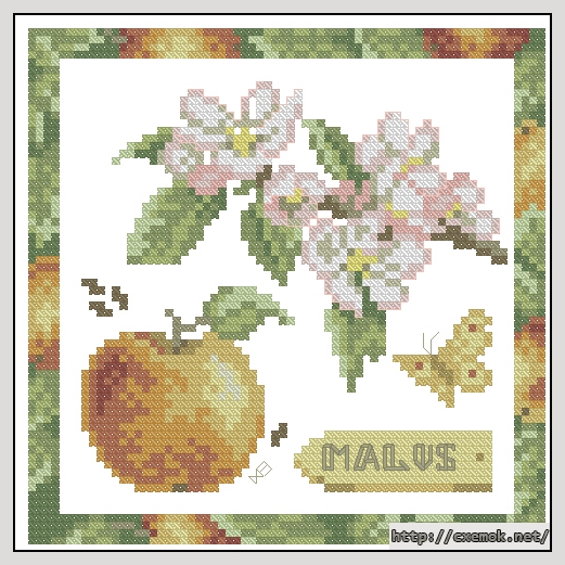 Download embroidery patterns by cross-stitch  - Malus, author 