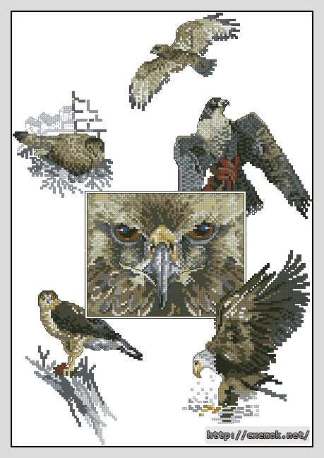 Скачать схемы вышивки нитками / крестом  - Eyes of the eagle, автор 