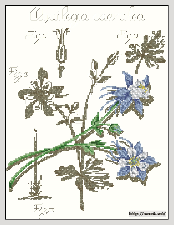 Скачать схемы вышивки нитками / крестом  - Flower shadow aquilegia, автор 