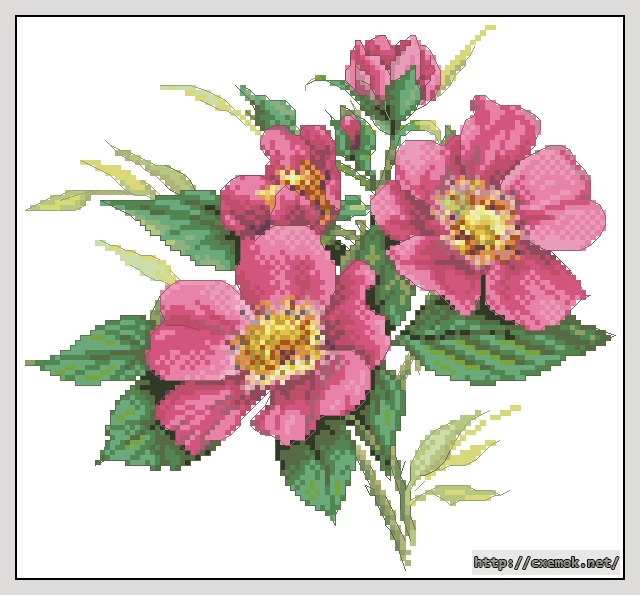 Скачать схемы вышивки нитками / крестом  - Dark pink wild roses, автор 
