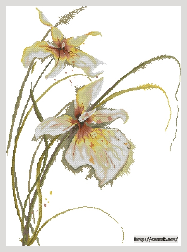 Download embroidery patterns by cross-stitch  - Orchid, author 